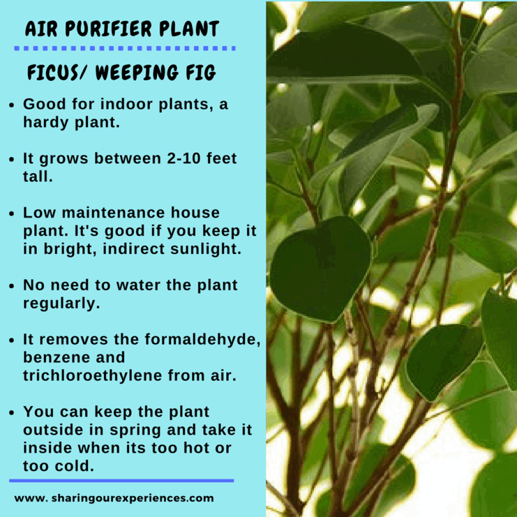 plants that purify the air