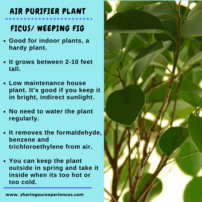 10 Best Oxygen air purifying indoor plants with names for your home