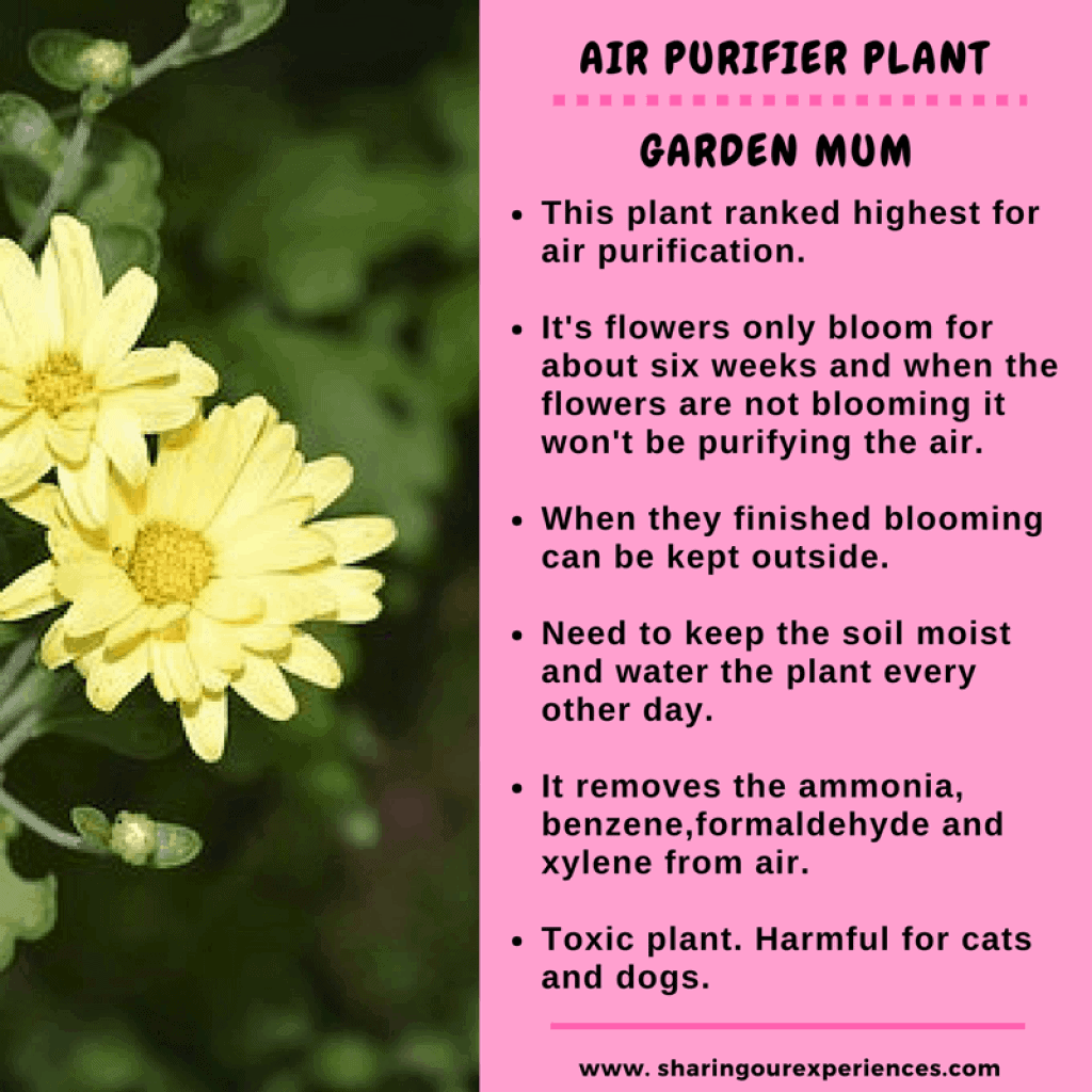 plants that purify air