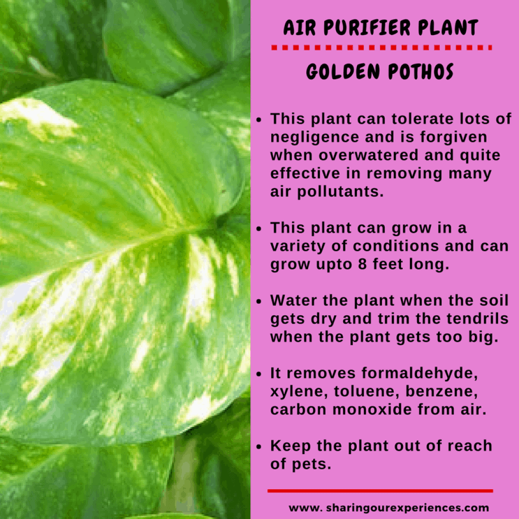 air purifying house plants