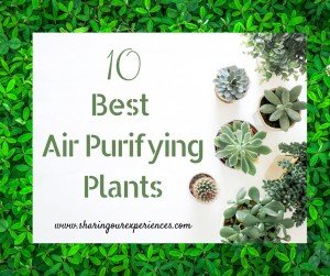 10 Best Air Purifying Plants for Your Home to Improve Air Quality