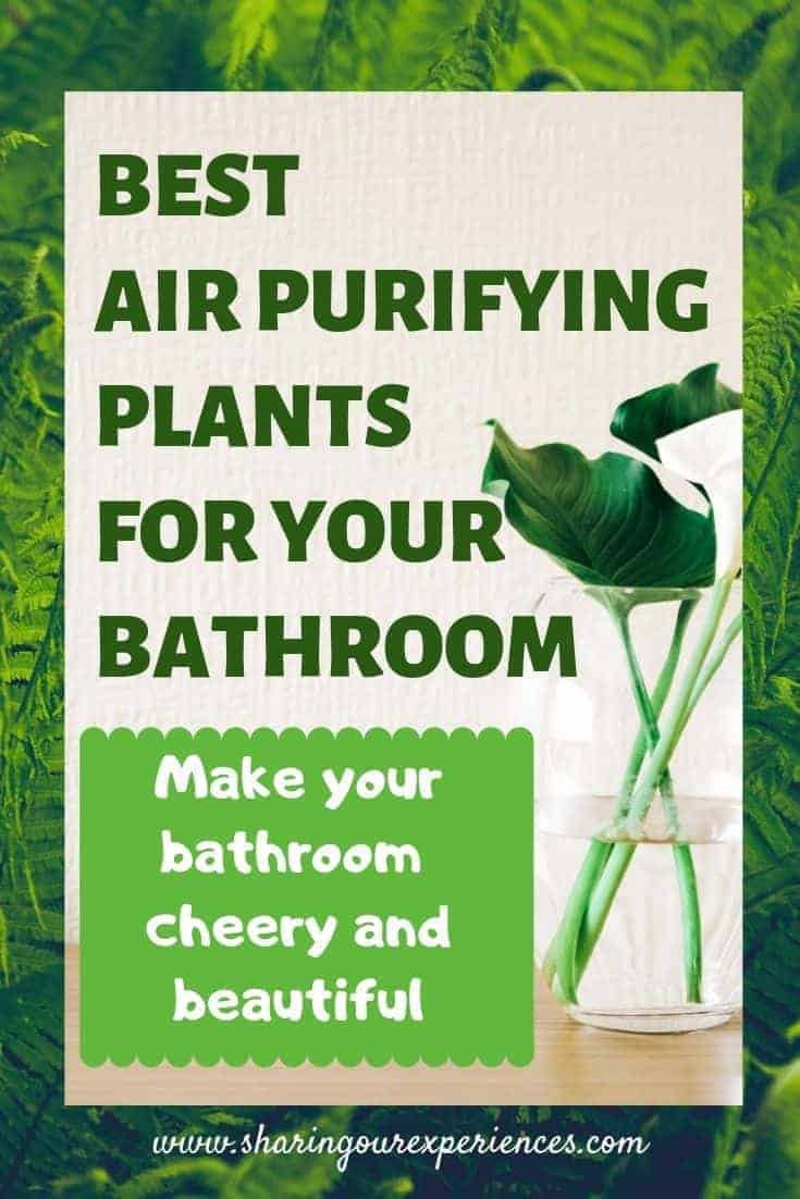 EST  AIR PURIFYING   PLANTS  FOR YOUR  BATHROOM