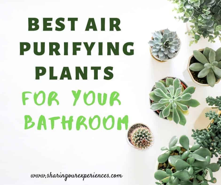 best air purifying plants for your bathroom