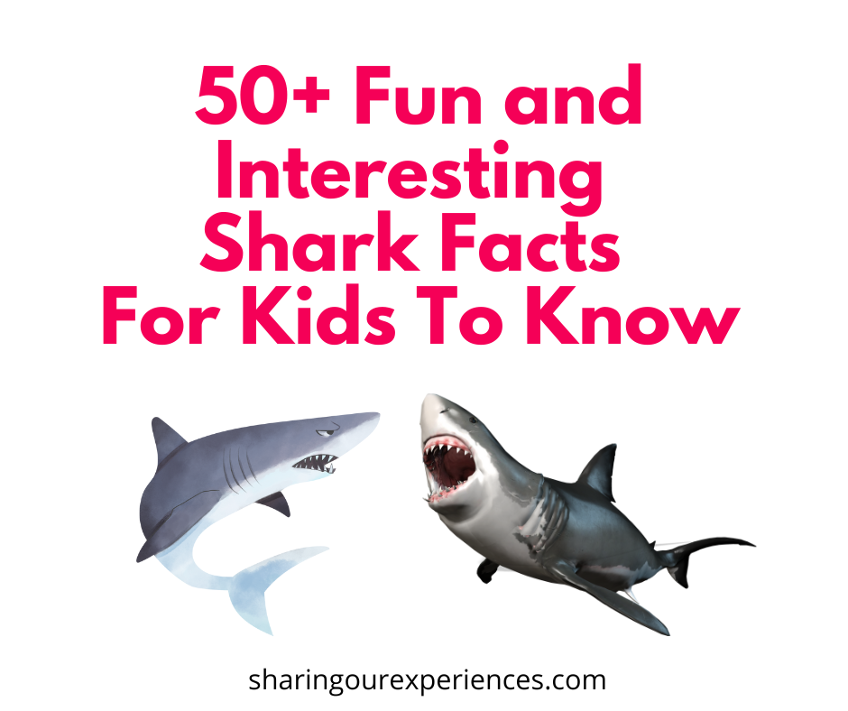 Fun interesting shark facts for kids