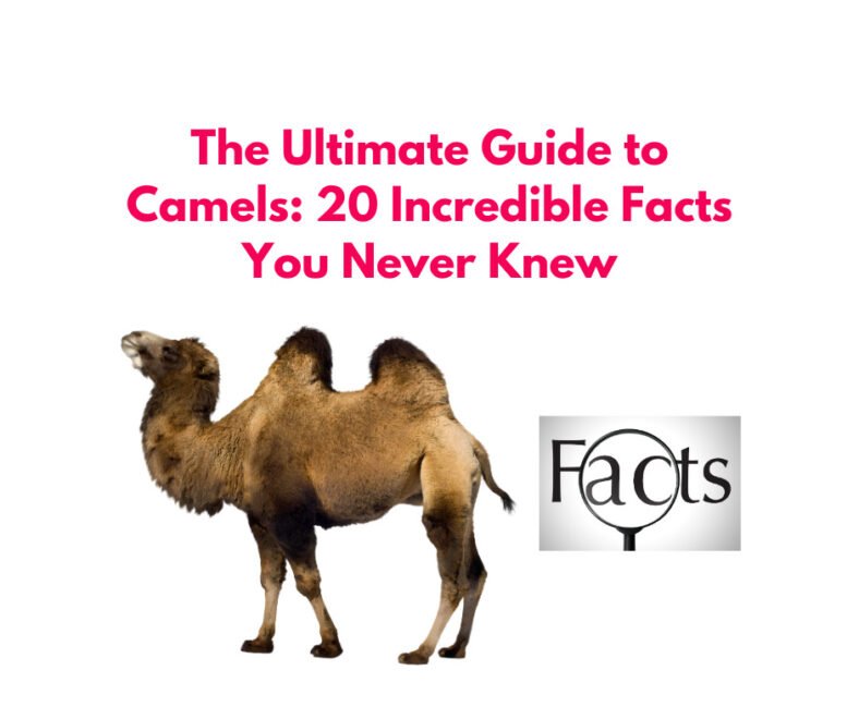 20 Amazing Camels Facts you never knew - Sharing Our Experiences