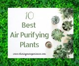 10 Best Oxygen air purifying indoor plants with names for your home –  Updated 2023