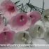 How to make Frangipani Crepe Paper Flowers
