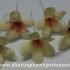 How to make Pink And White Crepe Paper Flowers