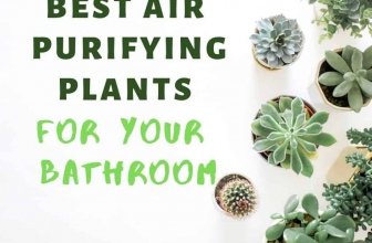 Best Air purifying plants for your bathroom | Make your Bathroom Cheery and beautiful