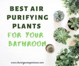 Best Air purifying plants for your bathroom | Make your Bathroom Cheery and beautiful 2023
