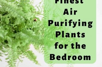 Few Finest Air Purifying Plants for the Bedroom