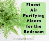 Few Finest Air Purifying Plants for the Bedroom